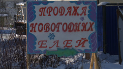 Елочные базары заработали в Южно-Сахалинске