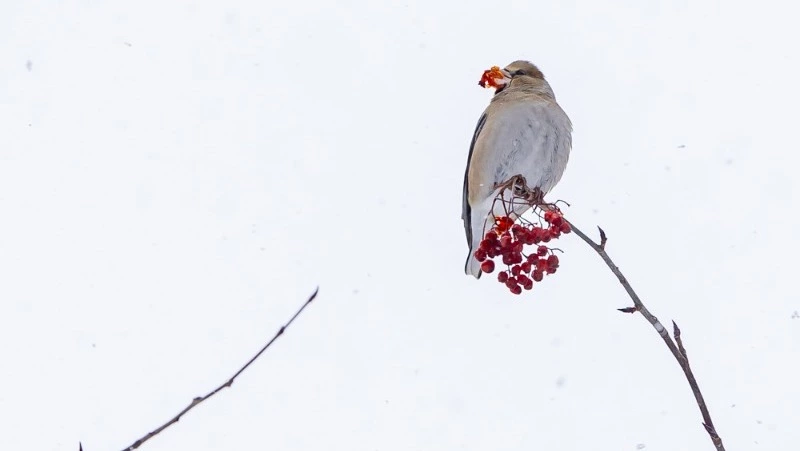 Весеннее потепление и снег спрогнозировали синоптики для Южно-Сахалинска