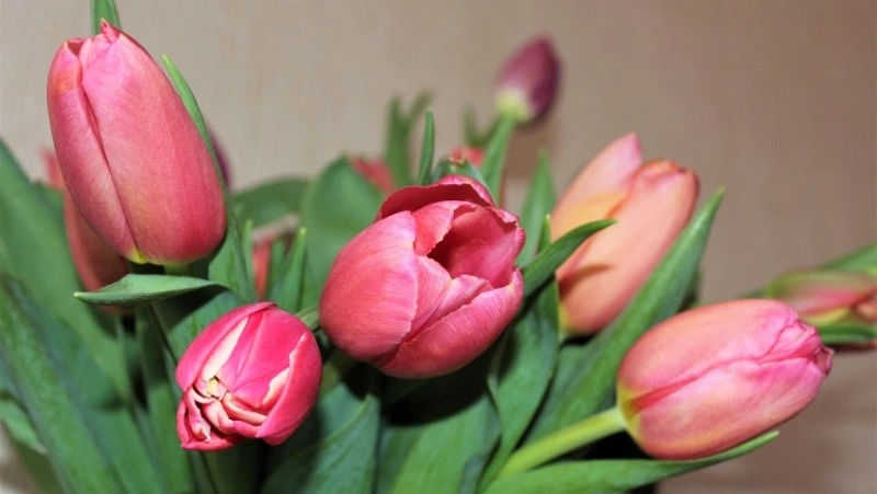 Депутат Госдумы от Сахалина обратился к островным женщинам 8 марта