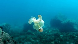 Танцующий морской червяк с острова Монерон покорил интернет