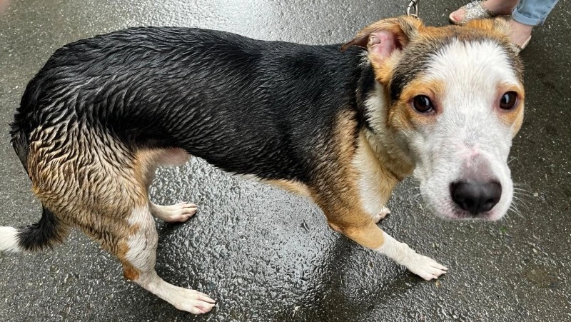 Трагедия в Холмске оставила собак без крыши над головой