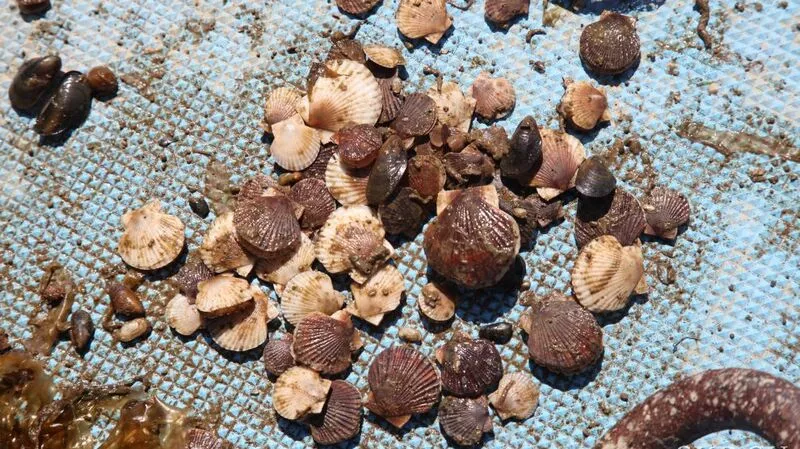 В запретном озере Буссе миллионами разводят сахалинский гребешок