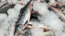 Рыбу по социальным ценам привезли сразу в 5 точек Холмского района 12 сентября