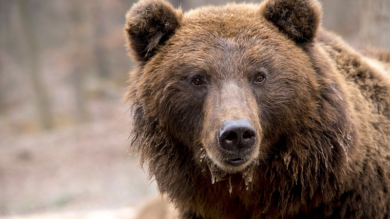 На Курилах проснулись первые медведи