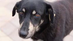 Следком организовал проверку после нападения бродячего пса на ребенка в Холмске