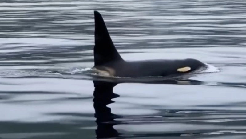 Туристы встретили семейство косаток у острова Симушир 