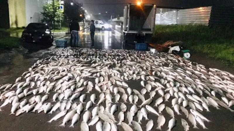 Полиция задержала водителя, грузовик которого был забит горбушей до отказа