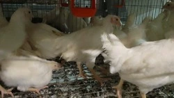 Случаи падежа птицы зафиксировали на птицефабрике «Островная» 