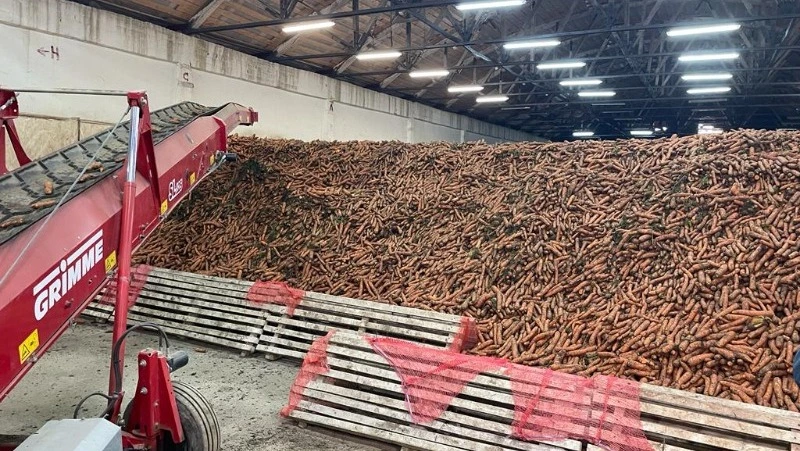 Уборочная кампания моркови стартовала в совхозах Южно-Сахалинска