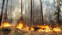 Владельцев лесных участков будут штрафовать за отказ в помощи в тушении пожаров