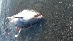 «Вот это я порыбачил!»: акула попалась в сети рыбака на Сахалине