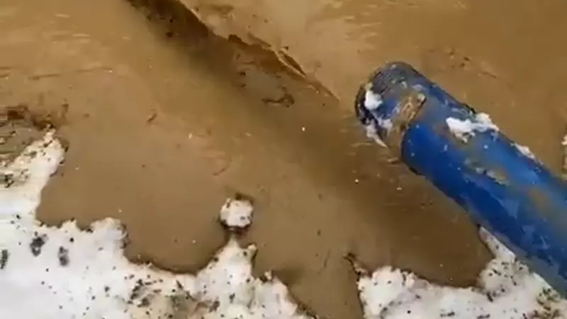 «У нас случилась беда»: сахалинские зоозащитники просят о помощи