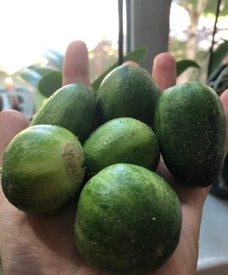 Жительница Южно-Сахалинска вырастила «чупа-чупс»