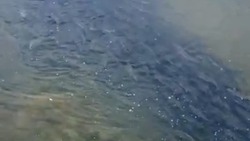 Рыбаки нашли заполненную горбушей реку на Сахалине