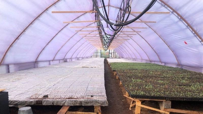 Школьники Сахалина вырастят тысячи хвойных деревьев 