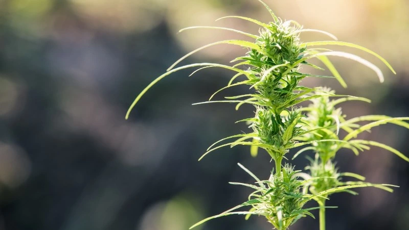 Житель Холмска проведет 3 года в колонии за выращивание конопли в лесу 