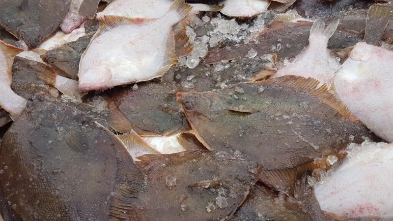 Жителям Долинского района предложили камбалу с минимальной наценкой 19 октября 