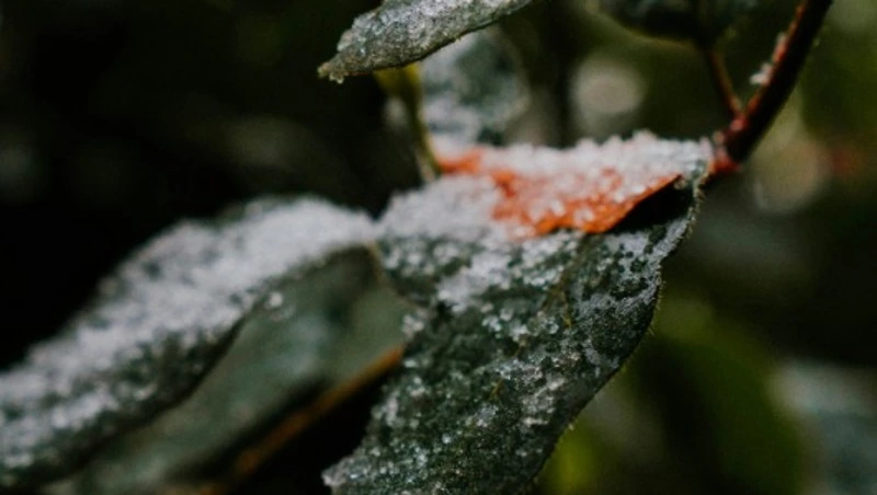 Мокрый снег обрушится на Сахалин и Курилы 20 октября 