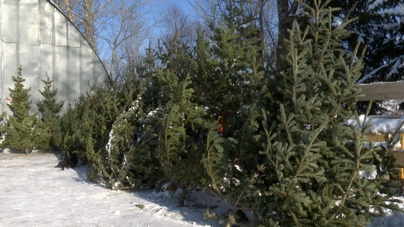 Где купить натуральную елку?
