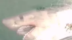 Трехметровую акулу поймали рыбаки на Сахалине