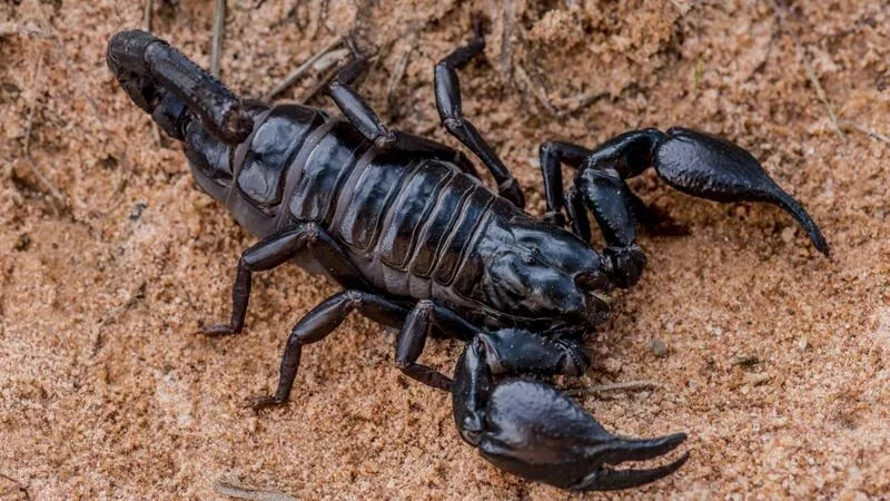 Лесного скорпиона привезли на Сахалин
