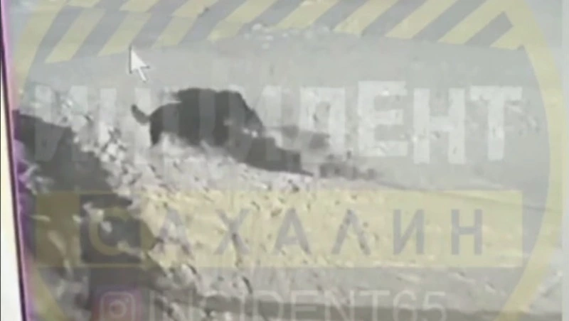 Стая бездомных животных загрызла собаку на привязи в Южно-Сахалинске — очевидцы