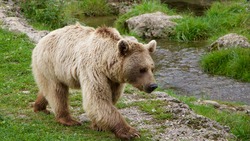 Взрослый медведь вылез к теплицам на Курилах. Люди боятся выходить из дома