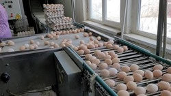 Раскупают все: перед Пасхой птицефабрика «Островная» ежедневно выпускает в продажу 285 тысяч яиц