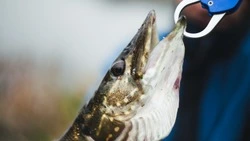 Переговоры о вылове трески между Россией и Норвегией оказались под угрозой