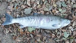 Международная конференция по тихоокеанскому лососю пройдет в Южно-Сахалинске как онлайн-форум