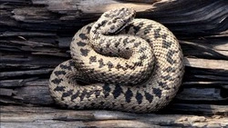 Ядовитая угроза