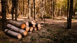 Суд обязал подрядчика «ННК-Сахалинморнефтегаз» восстановить лес после работ на нефтепроводе