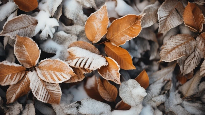 Погода в Южно-Сахалинске 15 ноября: -5 и переменная облачность 