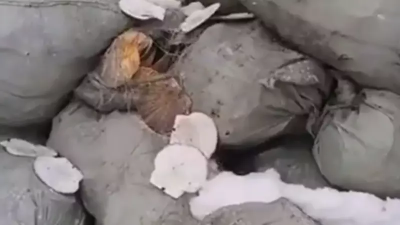 Неизвестные в Корсакове выкинули 40 мешков остатков гребешка