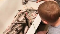 Маленький сахалинец придумал наиболее эффективный способ удить рыбу