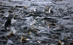 После массового замора горбуши на реках Сахалина поставили 2 новых РУЗа