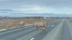 Побег из Тараная: от местного фермера в сторону Анивы сбежали четыре огромных хряка