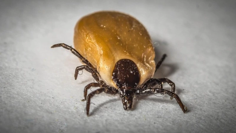 Клещи с боррелиозом атакуют жителей Сахалина