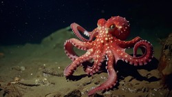Росрыболовство расторгло с «Южно-Курильским рыбокомбинатом» договор на вылов осьминога Дофлейна