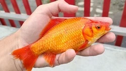 Житель Южно-Сахалинска поймал золотую рыбку на набережной Рогатки