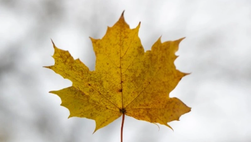 Погода в Южно-Сахалинске 15 октября: пасмурно с прояснениями и умеренный ветер