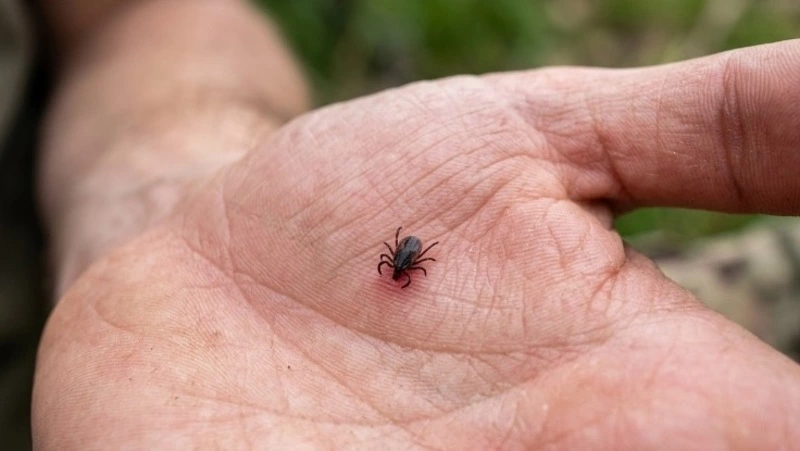 Роспотребнадзор: заразиться клещевым энцефалитом можно без укуса клеща