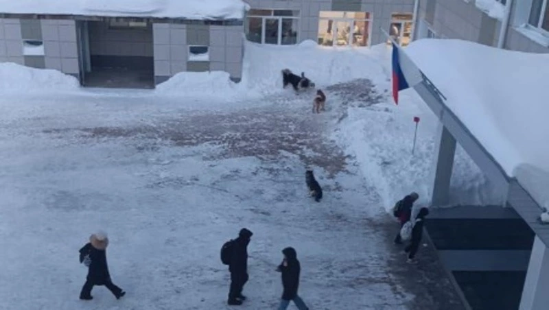 Стая бродячих собак оккупировала территорию школы № 1 в Охе 