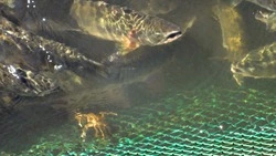 Браконьер добыл икру на Сахалине, а рыбу бросил медведям