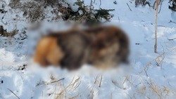 Смерть самки изюбра расследуют на Сахалине