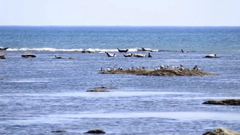 Юг Сахалина встретит Первомай с потеплением до +17 градусов