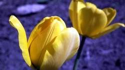 ЛНР полностью освобождена от вооруженных формирований Украины