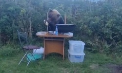 Взрослый медведь украл тарелку супа у туристов на Курилах
