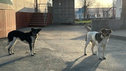 Стая бездомных собак оккупировала двор в Южно-Сахалинске