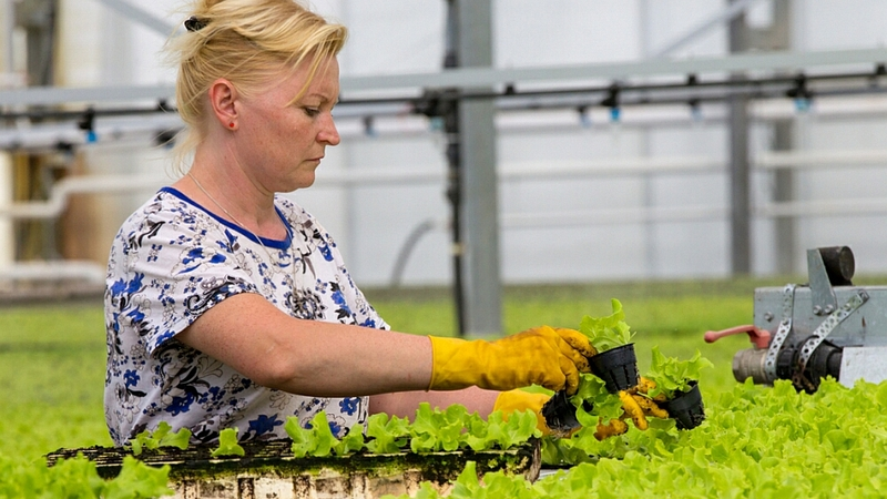 Страшилки с черешней
